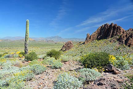 McDowell Mountain Regional Park, February 12, 2015